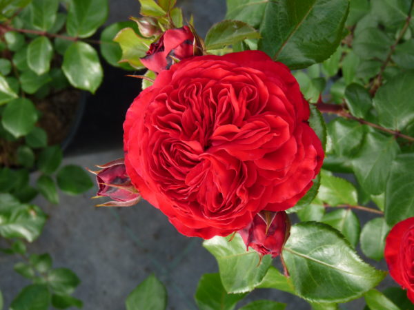 Hoa hồng đỏ Pháp Red Leonardo Da Vinci rose